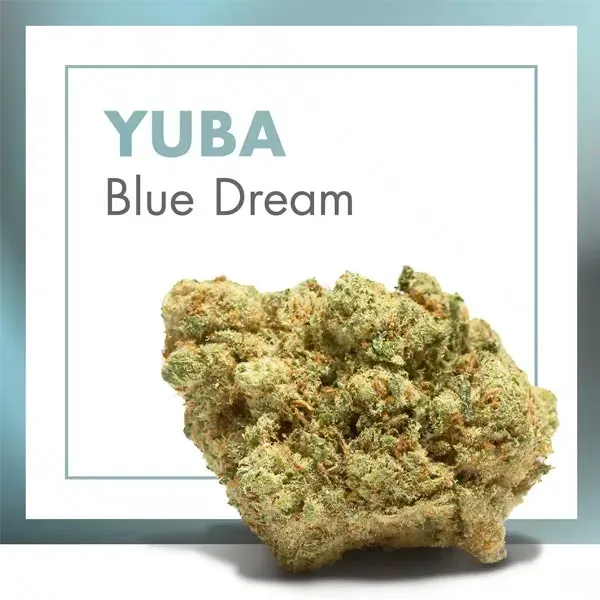 Yuba Blue Dream Cannactiva