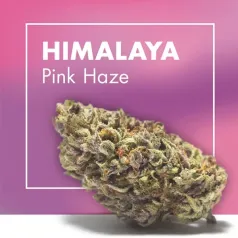 Himalaya Pink Haze CBD Cannactiva