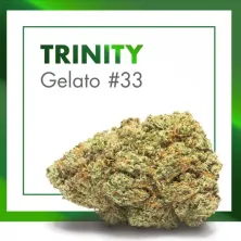 TRINITY Gelato 33 CBD 25 % Cannactiva | ZentralCBD