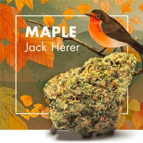 Maple (Jack Herer) CBD Cannactiva portada