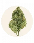 Flores CBD Interior | Cultivo controlado y alta calidad