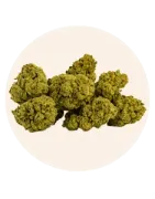 Small Buds CBD