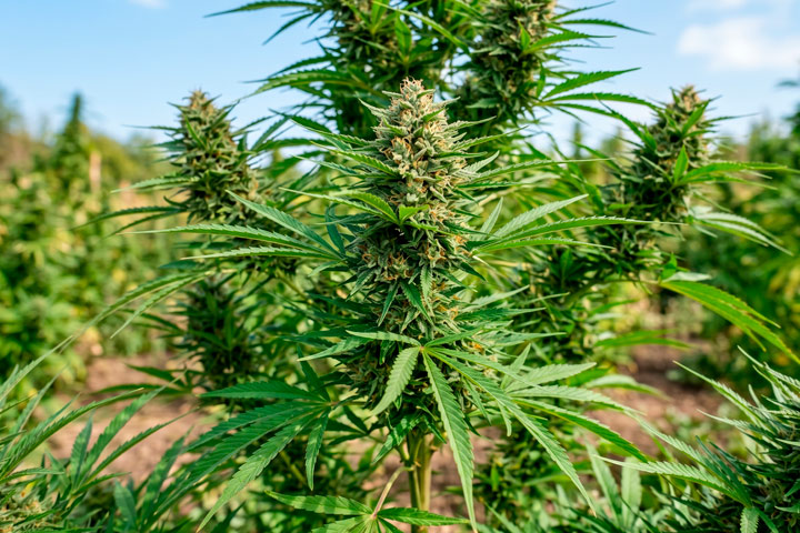 Origen de la planta Cannabis Sativa y variedades de cáñamo industrial