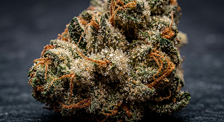 Primer plano de cogollo CBD Gorilla Glue