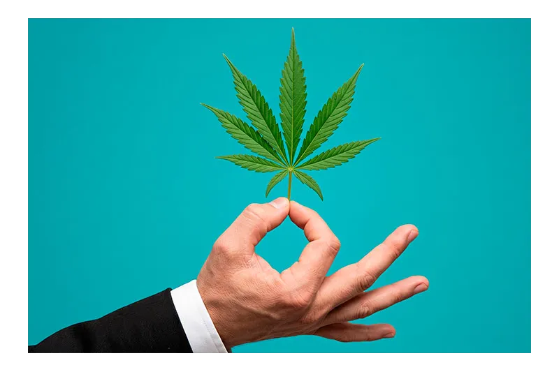 CBD: 6 áreas donde se está investigando su potencial