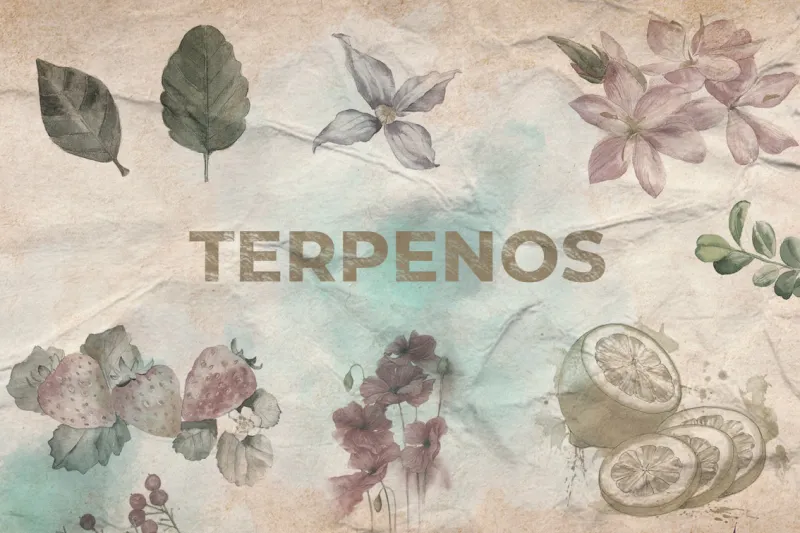 Descubre los beneficios de los terpenos. Te contamos todo lo que necesitas saber.