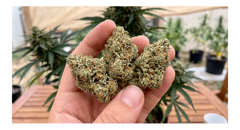 Amnesia CBD: Historia, genética y perfil de un clásico