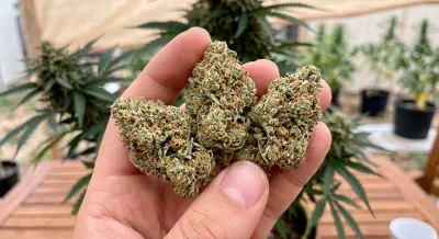 Amnesia CBD: Historia, genética y perfil de un clásico