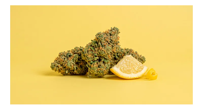 Lemon Haze: Origen, terpenos y variedades cítricas