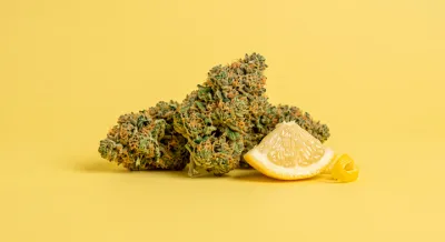 Lemon Haze: Origen, terpenos y variedades cítricas