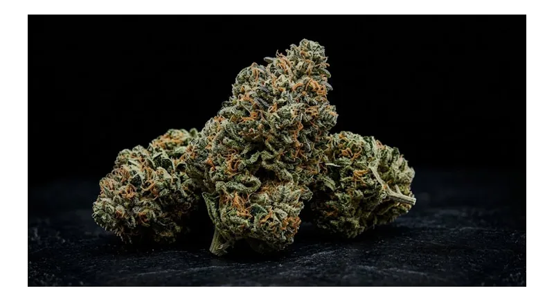 OG Kush CBD: la historia, la leyenda y el carácter de la cepa que lo empezó todo