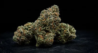 OG Kush CBD: la historia, la leyenda y el carácter de la cepa que lo empezó todo