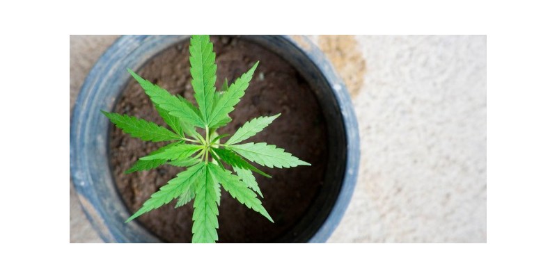 Propiedades de la Cannabis sativa L.: Nutrición, cosmética y bienestar