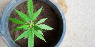 Propiedades de la Cannabis sativa L.: Nutrición, cosmética y bienestar