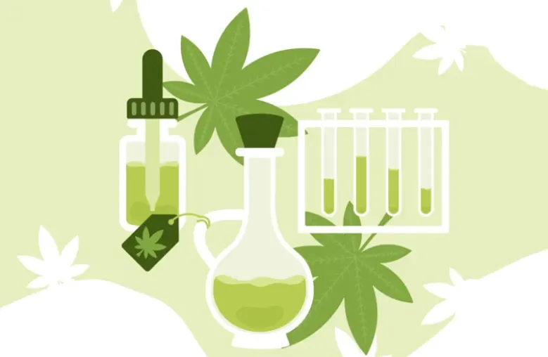 Efecto séquito en el cannabis: El fenómeno de la sinergia molecular